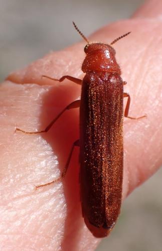 Elateroides dermestoides